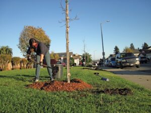 GREEN WORK Twelve high school students from Watsonville Wetlands Watch’s Climate Corps Leadership Institute planted 14 new Shumard Oak trees at Brentwood and Victorian Park on Nov. 16. —contributed