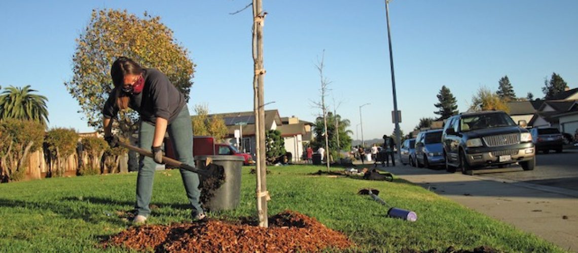 GREEN WORK Twelve high school students from Watsonville Wetlands Watch’s Climate Corps Leadership Institute planted 14 new Shumard Oak trees at Brentwood and Victorian Park on Nov. 16. —contributed
